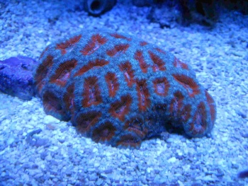  Acanthastrea lordhowensis (Acan)