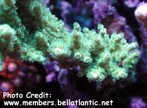  Acropora bifurcata (Plating Acropora Coral)