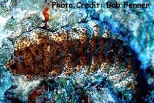  Actinopyga agassizii (Five-Toothed Sea Cucumber, West Indian Sea Cucumber)