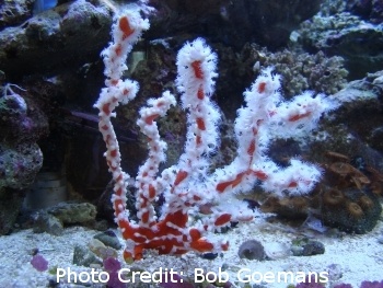  Agelas gracilis (Red Sponge (When encrusted with zoanthid species - Candy Cane / White-lined Sponge) )