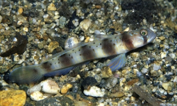  Amblyeleotris arcupinna (Arcfin Shrimp Goby)