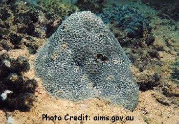  Anomastraea irregularis (Mound Coral)