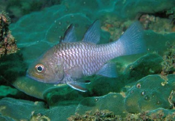  Apogon dhofar (Dhofar Cardinalfish)
