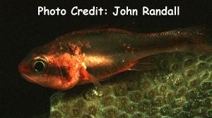  Apogon semiornatus (Oblique-banded Cardinalfish)
