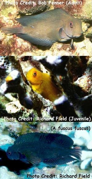 Atrosalarias fuscus (Highfin Blenny, Algae Blenny)