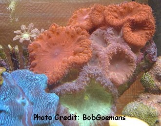  Blastomussa wellsi (Pineapple Coral, Open Brain Coral, Moon Coral, Blastomussa)