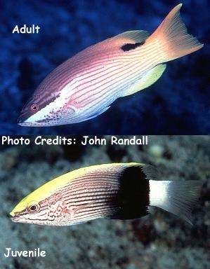  Bodianus bilunulatus (Tarry Hogfish)