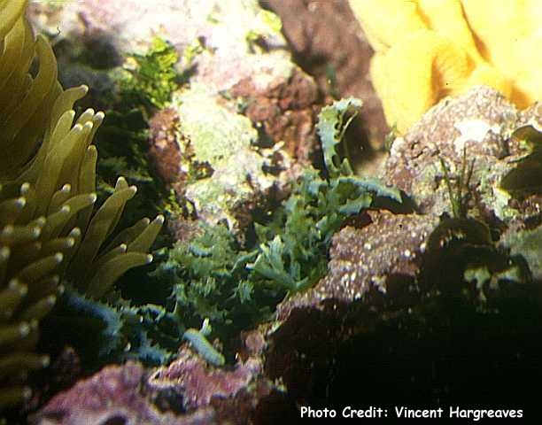  Caulerpa scalpelliformis (Scalpel Feathery Green Seaweed)