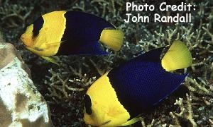  Centropyge bicolor   (Bicolor Angelfish, Oriole Angelfish, Two-colored Angelfish )