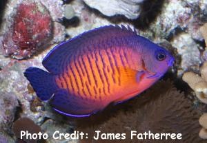  Centropyge bispinosus   (Coral Beauty, Twospined Angelfish, Dusky Angelfish)
