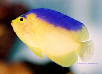  Centropyge colini (Colin’s Pygmy Angelfish, Cocos-Keeling Angelfish)