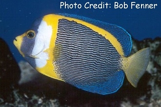  Chaetodontoplus duboulayi (Scribbled Angelfish)