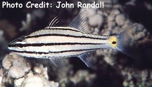  Cheilodipterus quinquelineatus (Five-lined Cardinalfish)