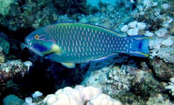  Chlorurus genazonatus (Sinai Parrotfish)