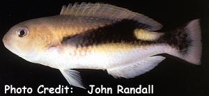  Choerodon jordani (Jordan's Tuskfish)