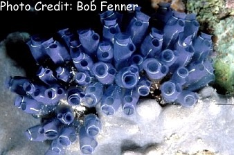  Clavelina moluccensis (Blue Sea Squirt)