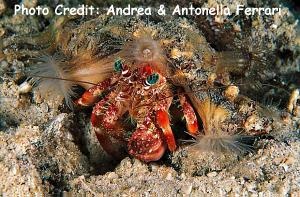  Dardanus pedunculatus (Anemone Hermit Crab)