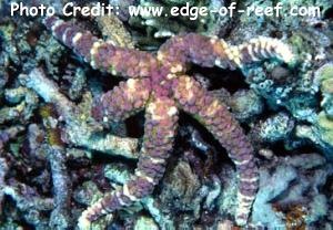  Echinaster callosus (Callous Sea Star, Warty Sea Star)