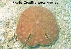  Echinodiscus auritus (Two-slit Sand Dollar, Pancake Sand Dollar)