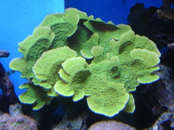  Echinophyllia aspera (Plate Coral, Scroll Coral, Chalice Coral, Flat Lettuce Coral)
