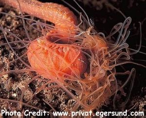  Eupolymnia nebulosa (Spaghetti / Thread Worm)
