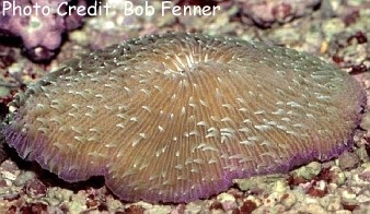  Fungia fungites (Mushroom Coral, Plate Coral, Disk Coral)