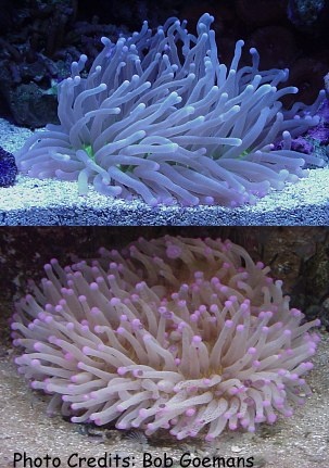  Heliofungia actiniformis (Plate Coral, Long Tentacle Plate Coral, Mushroom Coral, Disc Coral)