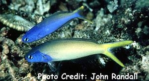  Hoplolatilus starcki (Blueheaded Tilefish, Stark’s Tilefish)