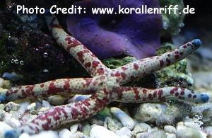  Leiaster coriaceus (Red-Spot Sea Star)