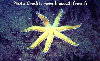  Luidia ciliaris (Seven Armed Sea Star)
