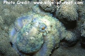  Abdopus aculeatus (Grey Octopus, Algae Octopus)