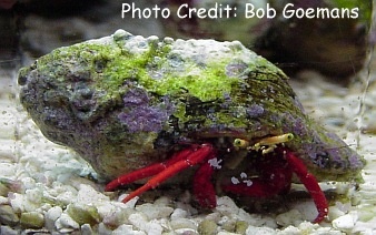  Paguristes cadenati (Scarlet Leg Hermit, Red Legged Hermit, Scarlet Reef Hermit)