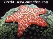  Pentaceraster duebeni (Red Tiled Sea Star, Vermillon Sea Star)