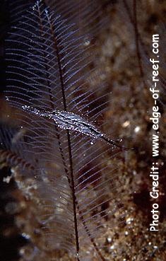  Rapipontonia galene (Hydroid Shrimp)