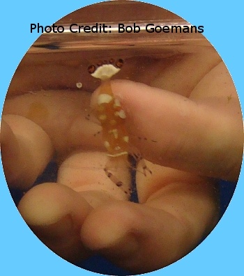  Periclimenes yucatanicus (Spotted Cleaner Shrimp)