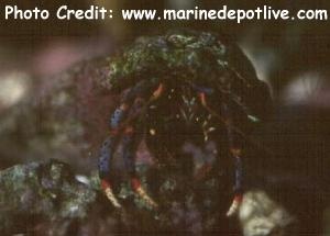  Phimochirus operculatus (Polka-dotted Hermit, Dwarf Blue-leg Hermit)