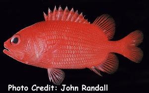  Plectrypops lima (Roughscale Soldierfish)