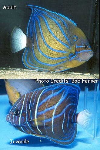  Pomacanthus annularis (Blue-ring Angelfish, Annularis Angelfish, Blue King Angelfish)
