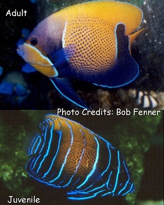  Pomacanthus navarchus (Majestic Angelfish, Bluegirdled Angelfish, Navarchus Angelfish)