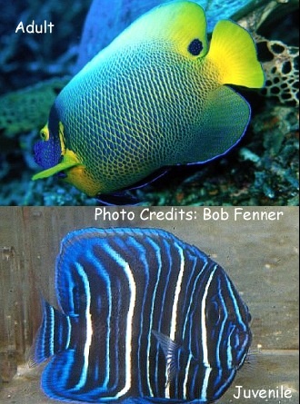  Pomacanthus xanthometapon (Blueface Angelfish, Yellowface Angelfish)