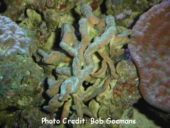  Psammocora contigua (Cat’s Paw Coral, Sandpaper Coral)