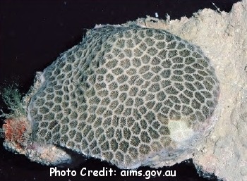  Pseudosiderastrea tayami (Encrusting Coral)