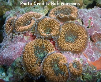  Ricordea florida (Florida False Coral, Mushroom Anemones, Ricordea)