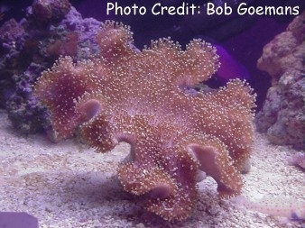  Sarcophyton glaucum (Toadstool, Umbrella Coral, Rough Leather Coral)