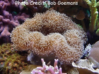  Sarcophyton trocheliophorum (Elephant Ear Coral )