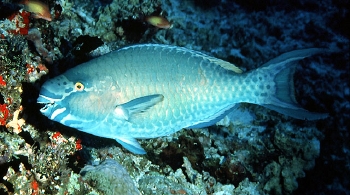  Scarus caudofasciatus (Redbarred Parrotfish)