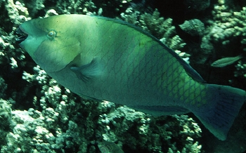  Scarus ferrugineus (Rusty Parrotfish)