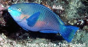  Scarus quoyi (Quoy's Parrotfish)