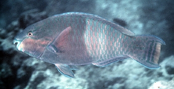  Scarus russelii (Eclipse Parrotfish)