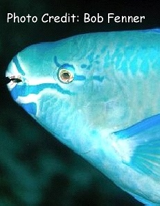  Scarus vetula (Queen Parrotfish)